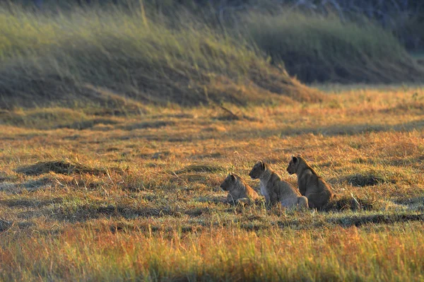 Jonge leeuwen. — Stockfoto