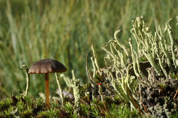 Cogumelo e musgo. — Fotografia de Stock