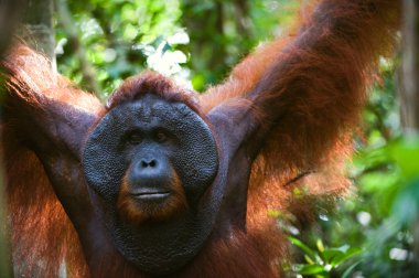 yetişkin erkek orangutanın.