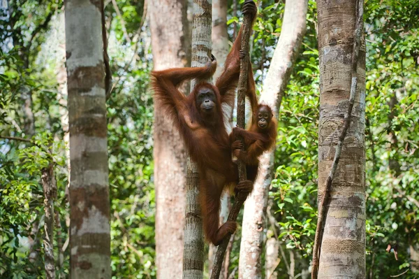 Een vrouw van de orang-oetan met een baby. — Stockfoto