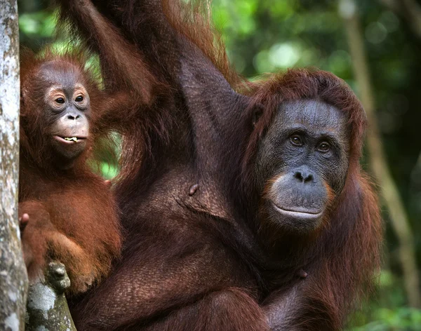 stock image A female of the orangutan with a baby.