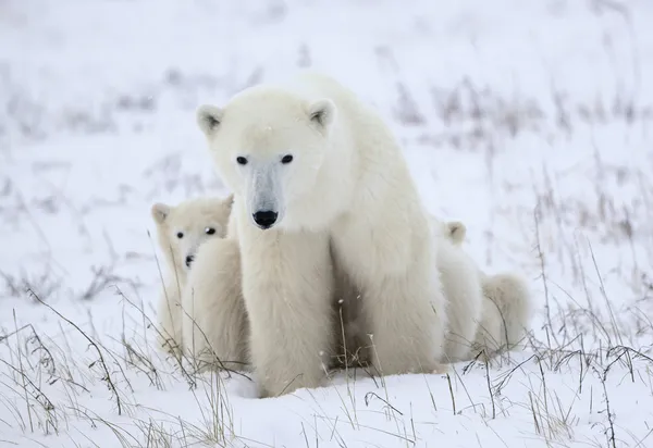她-北极熊与幼狮. — 图库照片