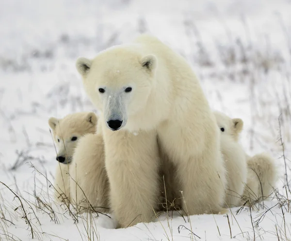 Osa polar con cachorros . —  Fotos de Stock