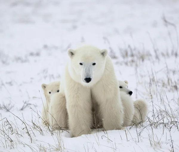 Polar dişi ayı yavruları ile. — Stok fotoğraf