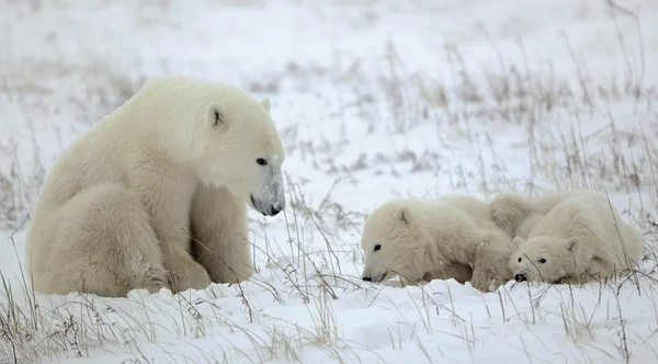 Ourse polaire avec des oursons . — Photo
