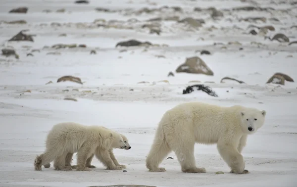 Polar dişi ayı yavruları ile. — Stok fotoğraf