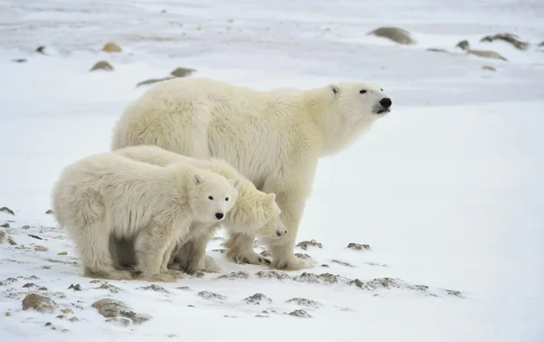 Polar hon-bear med ungar. Stockfoto