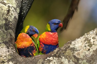 Colourful Rainbow Lorikeets clipart