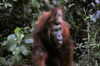 bir erkek orangutanın bebek.