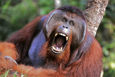 The male of the orangutan grimaces and yawns. clipart