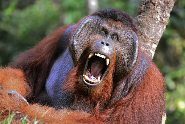 O macho do orangotango grimaces e bocejos . — Fotografia de Stock