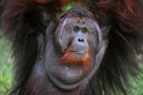 Дорослий чоловік орангутанга . — стокове фото