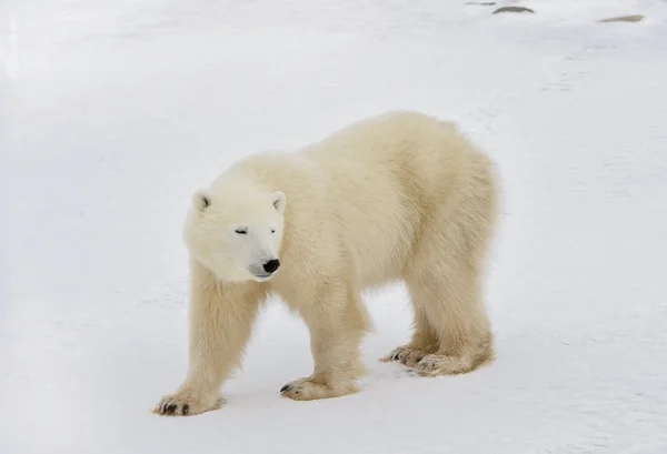 Isbjörnen går på snö. — Stockfoto
