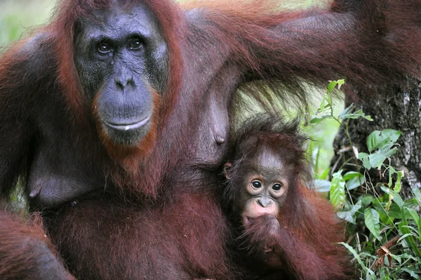 Ein Weibchen des Orang-Utans mit einem Baby. — Stockfoto