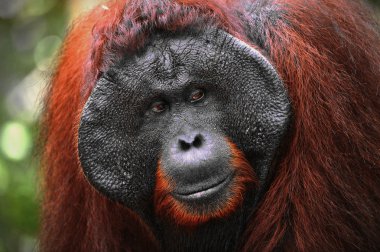 alfa-erkek orangutanın.