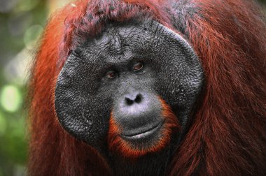 Alpha-male of the Orangutan. clipart