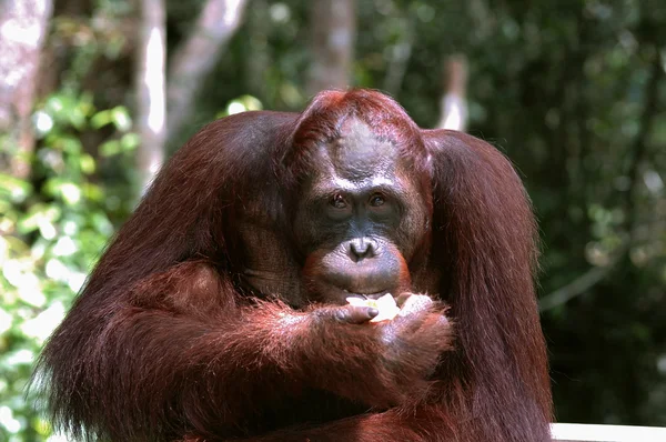 Orangutan Ben. — Stock fotografie