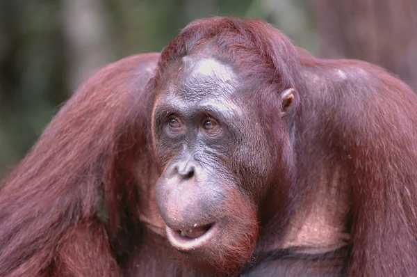 Бен, Орангутан . — стоковое фото