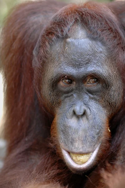 Orangután-ben. — Stock Fotó