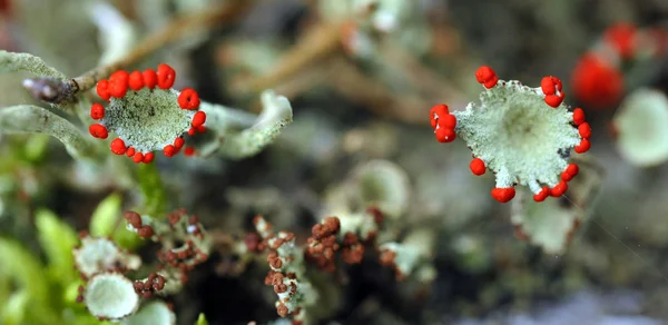 Reindeer lichen — Stock Photo, Image