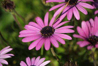 Flor Rojiza