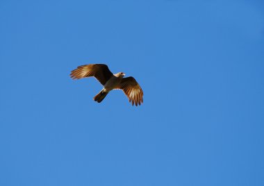 The eaglet's flight clipart