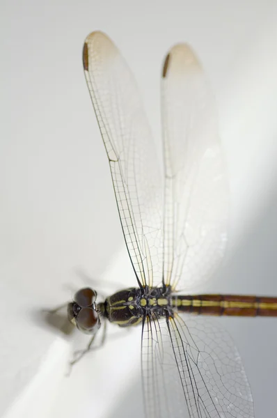 stock image Close up shoot of a anisoptera dragonfly