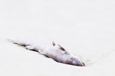 Sahilde ölü bir köpekbalığı, yakın çekim