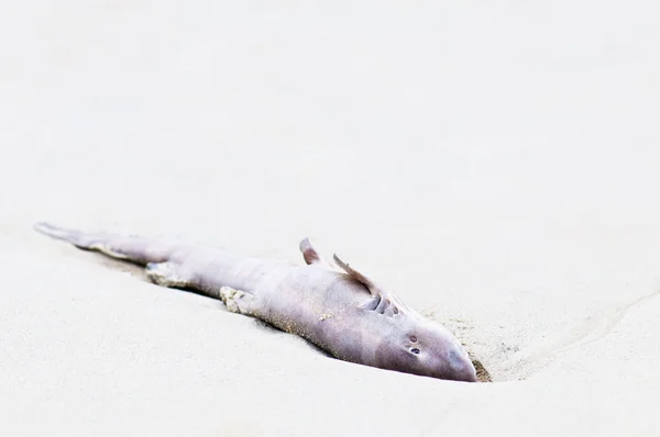 Close up de um tubarão morto na praia — Fotografia de Stock