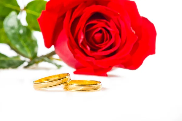 白上红玫瑰和金结婚戒指 — 图库照片