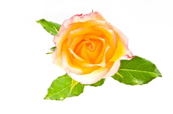 Red yellow rose over white — Stock Photo, Image
