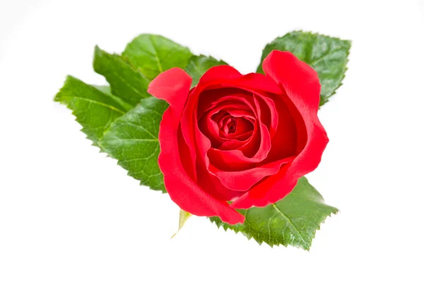 Czerwona róża przez biały — Zdjęcie stockowe