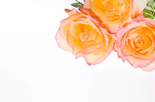 Κίτρινο Κόκκινα Τριαντάφυλλα Πάνω Από Λευκό Χρήσης Διακόσμηση — Φωτογραφία Αρχείου