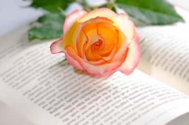 Red yellow rose over a book clipart