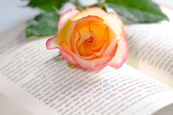 Красная желтая роза над книгой — стоковое фото
