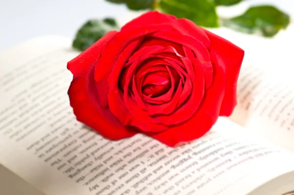 Rode roos over een boek — Stockfoto