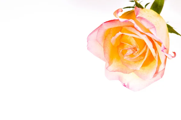 Красно Желтая Роза Красивым Басом Над Белым — стоковое фото