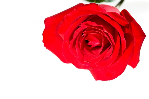 Красивая Открытая Красная Роза Цветет Над Белым — стоковое фото