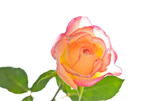 Red yellow rose over white — Stock Photo, Image