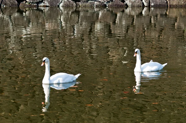 stock image Two swan floating on a pond in the sun