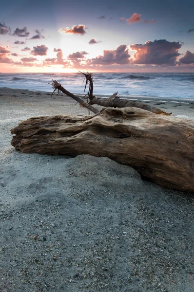 Eski Ağaç Gövdesi Ile Parlak Gökyüzü Günbatımı Sırasında Bir Plajda — Stok fotoğraf