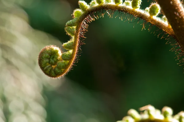 Young fern in the morning sun — Stock Photo, Image