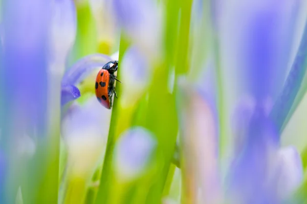 夏の花にてんとう虫の撮影を閉じる — ストック写真