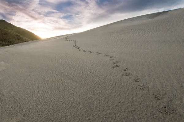 Fotspår i sand — Stockfoto