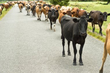 Cattle drive on a road clipart
