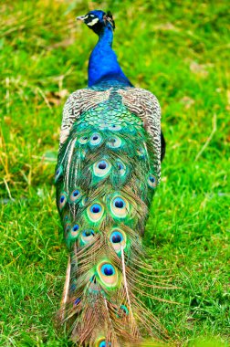 Beautiful and pride peacock on a lawn clipart