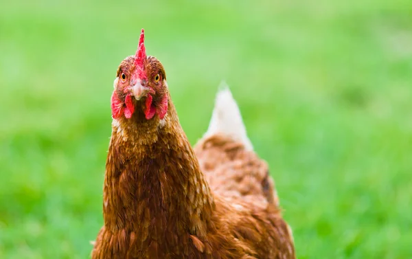 Коричневая курица на лужайке — стоковое фото