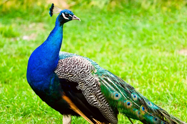 Mooie en trots peacock op een gazon — Stockfoto