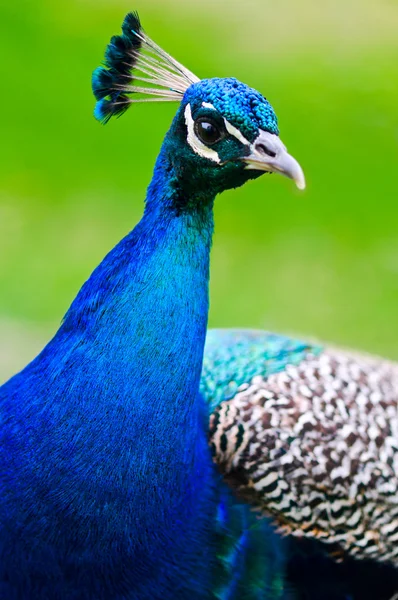 Güzel ve gurur peacock bir çim üzerinde — Stok fotoğraf