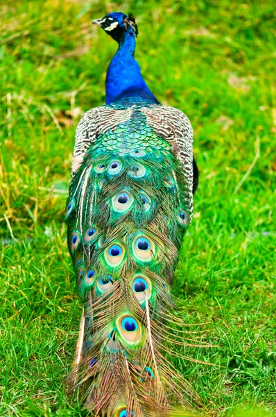 Belo e orgulhoso pavão em um gramado — Fotografia de Stock